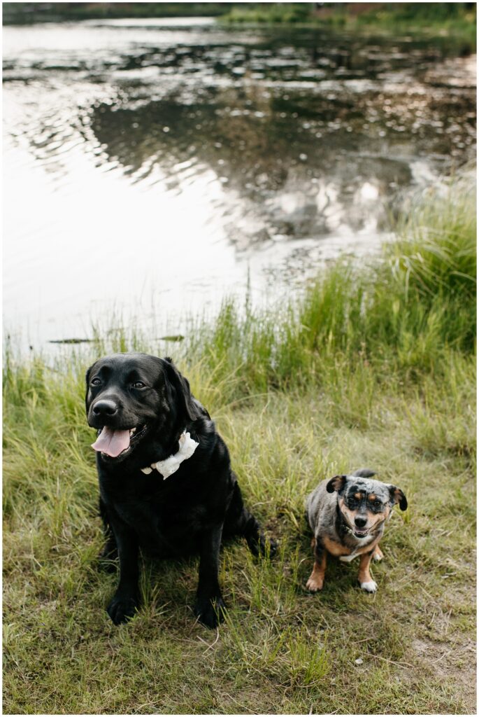 Cute Dogs at Engagement Session by Sydney Madison Creative