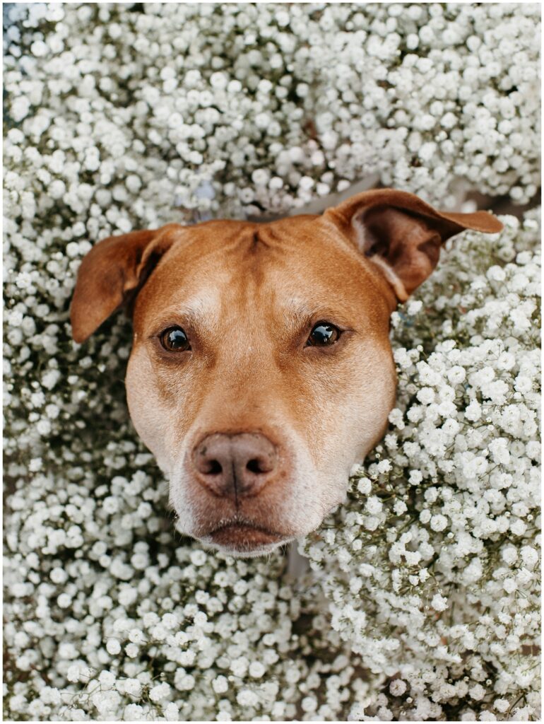 Wedding Day Dog Portraits by Sydney Madison Creative, NJ Photographer