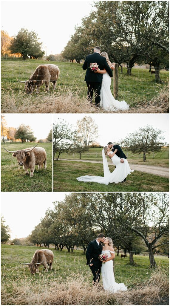 The Farm at Glenwood Mountain Wedding Couples Portraits with Hairy Cows - Photos by Sydney Madison Creative